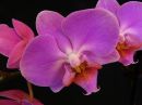 Phalaenopsis_hybridi_HKN1_20181024_IMG_9369.jpg