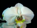 Phalaenopsis_hybridi_HKN20_20100323_IMG_5551.jpg