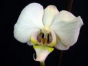 Phalaenopsis_hybridi_HKN20_20100323_IMG_8658.jpg