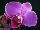Phalaenopsis_hybridi_HKN21_20100323_IMG_8663.jpg