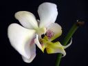 Phalaenopsis_hybridi_HKN23_20100323_IMG_8668.jpg