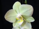 Phalaenopsis_hybridi_HKN24_20101109_IMG_2684.jpg