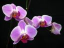 Phalaenopsis_hybridi_HKN29_IMG_0646.jpg