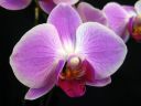 Phalaenopsis_hybridi_HKN29_IMG_0647.jpg