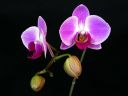 Phalaenopsis_hybridi_HKN29_IMG_0950.jpg
