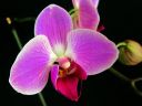 Phalaenopsis_hybridi_HKN29_IMG_0953.jpg