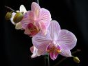 Phalaenopsis_hybridi_HKN2_20090212_IMG_1247.jpg