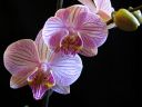 Phalaenopsis_hybridi_HKN2_20090212_IMG_1288.jpg