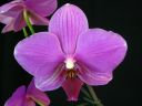 Phalaenopsis_hybridi_HKN2_20090212_IMG_6140.jpg