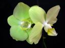 Phalaenopsis_hybridi_HKN2_20101109_IMG_2578.jpg