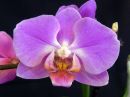 Tiedostonimi=Phalaenopsis_hybridi_HKN2_20141105_IMG_8604.jpg
Tiedostokoko=63kt
Koko=600x450
Lisätty=09.02.2019 Phalaenopsis_hybridi_HKN2_20141105_IMG_8604.jpg