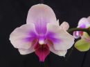 Phalaenopsis_hybridi_HKN2_20170119_IMG_3214.jpg