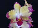 Phalaenopsis_hybridi_HKN2_20180403_IMG_3321.jpg