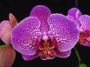 Phalaenopsis_hybridi_HKN2_20181024_IMG_9373.jpg