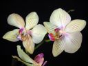Phalaenopsis_hybridi_HKN3_20101109_IMG_2580.jpg
