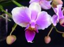 Phalaenopsis_hybridi_HKN3_20130905_IMG_8608.jpg