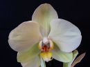 Phalaenopsis_hybridi_HKN3_20180403_IMG_3326.jpg