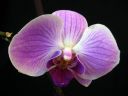 Phalaenopsis_hybridi_HKN4_20101109_IMG_2582.jpg