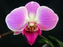Phalaenopsis_hybridi_HKN4_IMG_1274.jpg