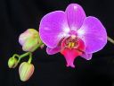 Phalaenopsis_hybridi_HKN5_20100323_IMG_1193.jpg