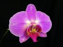 Phalaenopsis_hybridi_HKN5_20100323_IMG_2143.jpg