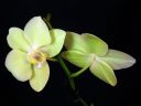 Phalaenopsis_hybridi_HKN7_20101109_IMG_2589.jpg