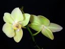 Tiedostonimi=Phalaenopsis_hybridi_HKN7_20101109_IMG_2589.jpg
Tiedostokoko=33kt
Koko=600x450
Lisätty=19.02.2012 Phalaenopsis_hybridi_HKN7_20101109_IMG_2589.jpg