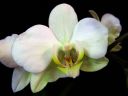 Tiedostonimi=Phalaenopsis_hybridi_HKN8_IMG_1480.jpg
Tiedostokoko=38kt
Koko=600x450
Lisätty=19.02.2012 Phalaenopsis_hybridi_HKN8_IMG_1480.jpg