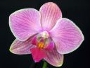 Phalaenopsis_hybridi_HKN9_20101109_.jpg