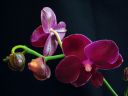 Phalaenopsis_hybridi_HKN_120109_IMG_0714.jpg