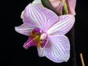 Phalaenopsis_hybridi_HKN_20060212_IMG_6985.jpg