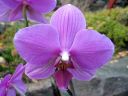 Phalaenopsis_hybridi_HKN_20090212_IMG_5964.jpg