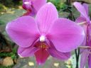 Phalaenopsis_hybridi_HKN_20090212_IMG_5965.jpg