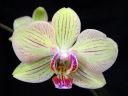 Phalaenopsis_hybridi_HKN_20090909_IMG_1483.jpg
