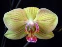 Phalaenopsis_hybridi_HKN_20090909_IMG_3687.jpg