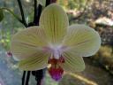 Phalaenopsis_hybridi_HKN_20090909_IMG_5862.jpg