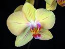 Phalaenopsis_hybridi_HKN_20090909_IMG_9979.jpg