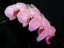 Phalaenopsis_hybridi_HKN_20100323_IMG_4295.jpg