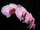 Phalaenopsis_hybridi_HKN_20100323_IMG_4297.jpg