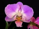 Phalaenopsis_hybridi_HKN_20141105_IMG_5932.jpg