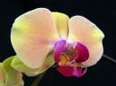 Phalaenopsis_hybridi_IKEA1_20141022_IMG_4621.jpg