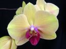 Phalaenopsis_hybridi_IKEA1_20141022_IMG_8612.jpg