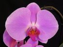 Phalaenopsis_hybridi_IKEA1_20180426_IMG_4019.jpg