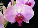 Phalaenopsis_hybridi_IKEA2_20140205_IMG_2141.jpg