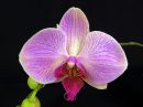 Phalaenopsis_hybridi_IKEA2_20140205_IMG_4626.jpg