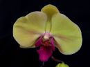 Phalaenopsis_hybridi_IKEA2_20170428_IMG_3232.jpg