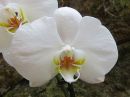 Phalaenopsis_hybridi_IKEAE_20180712_IMG_7791.jpg