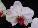 Phalaenopsis_hybridi_IKEAR_20180818_IMG_9089.jpg