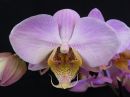 Phalaenopsis_hybridi_IKEAV_20180820_IMG_9069.jpg