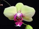 Phalaenopsis_hybridi_IKEA_20110329_IMG_0141.jpg